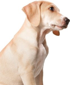 Tu-perro-contento-este-verano-en-Moralzarzal