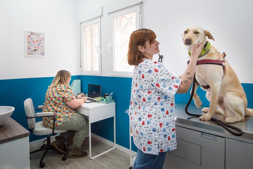 veterinarios-para-la-salud-y-alimentación-de-mascotas-en-la-Sierra-de-Madrid