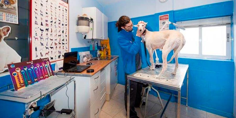 mascotas-y-salud-en-centro-veterinaio-de-moralzarzal
