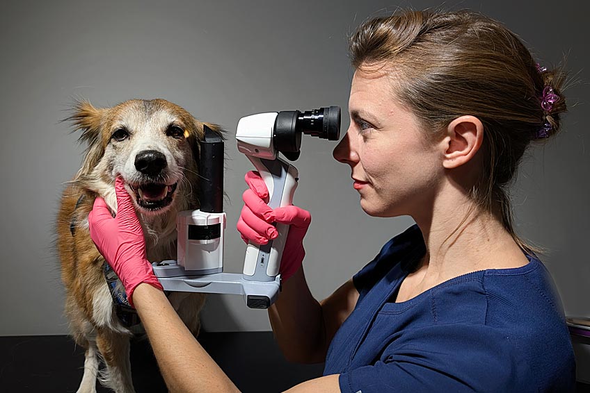 centro-veterinario-especializado-en-salud-para-mascotas-y-atención-en-oftalmología